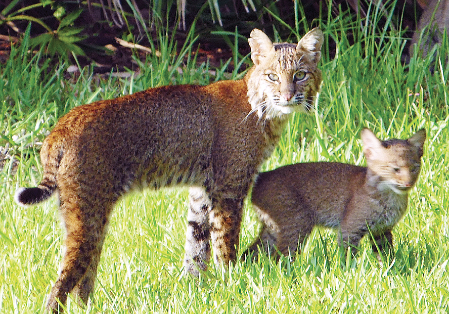 A mother bobcat walks with one of her offspring in the backyard of River Placeâ€™s Denny Yoder.
