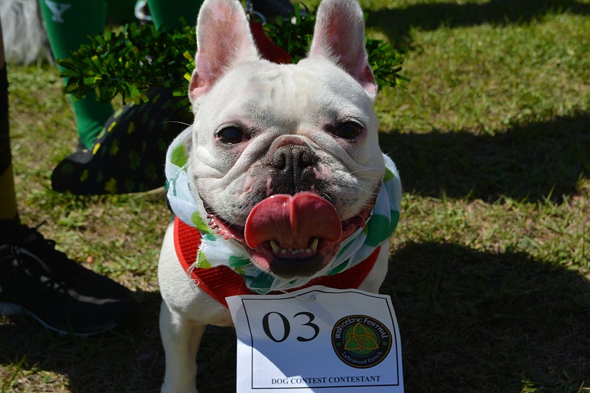 Choloe, a 4-year-old French Bulldog, proudly wears No. 3 for the Lucky Dog Parade.