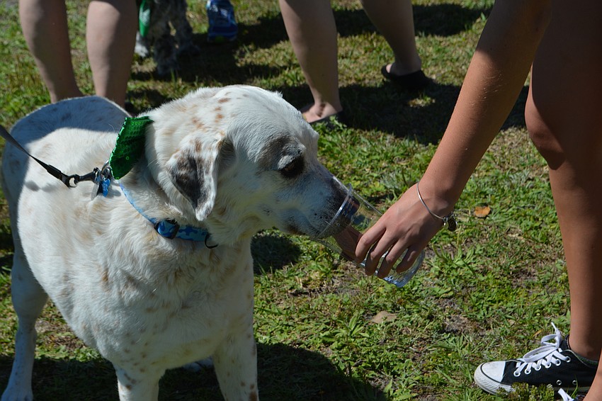 Romeo, a lab and Irish setter mix, laps up a little refreshment at the festival. Romeo is owned by Mike Hummel.