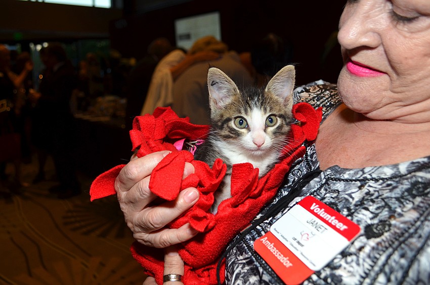 6-week-old Chilite is a foster cat who is available for adoption. Chilite made a special appearance during cocktail hour at the Cat Depot Gala on March 11 at Hyatt Regency Sarasota.