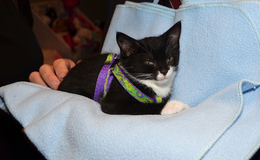 Diana Ross, a 8-week-old kitten, is available for adoption and made a special appearance during cocktail hour at the Cat Depot Gala on March 11 at Hyatt Regency Sarasota.