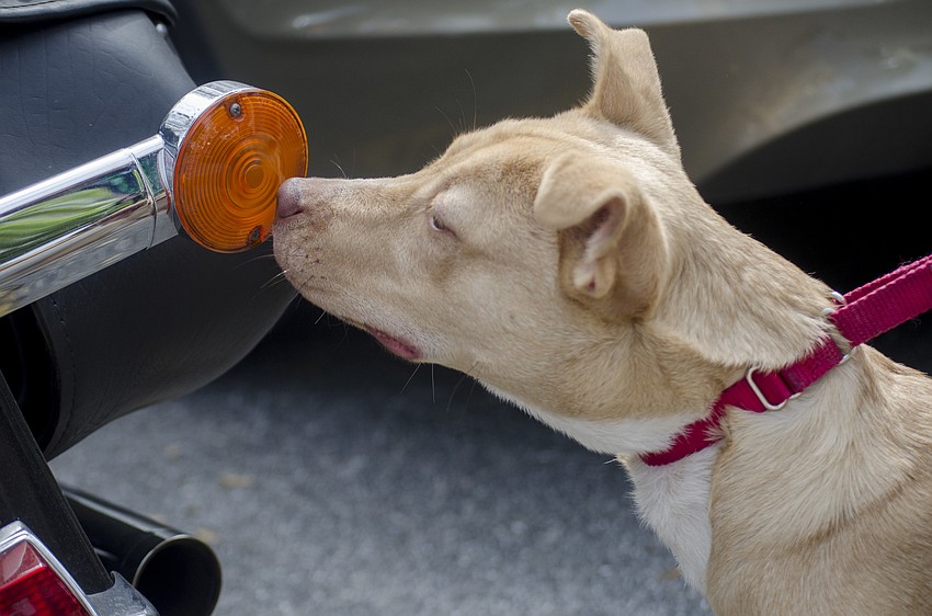 Neddie sniffs at one of the motorcycles parked outside the Humane Society of Sarasota County