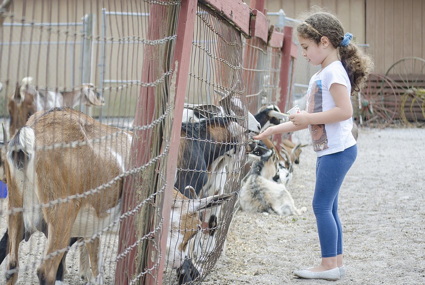 Ella Sanchez feeds goats during the festival.