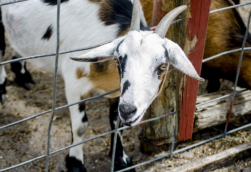 Children pet and fed the goats in the petting zoo.
