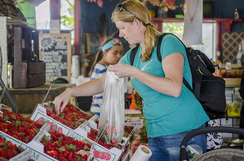 Lisa Henson selects strawberries at Fruitville Grove'       s Berry Festival.