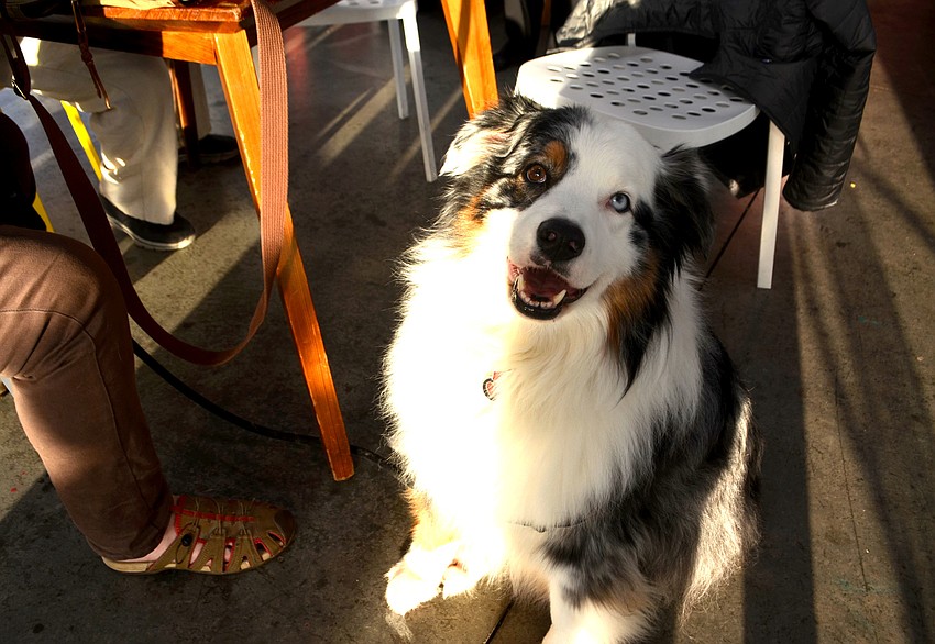 Bindi has been a longtime supporter of City Commissioner Susan Chapman, her owner said.