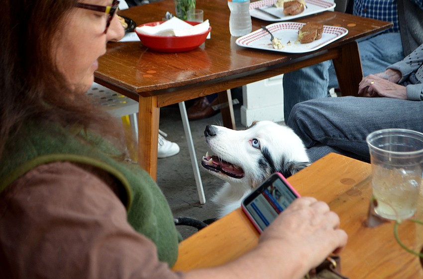 Chapman supporters awaited election results at Cafe in the Park on March 14.