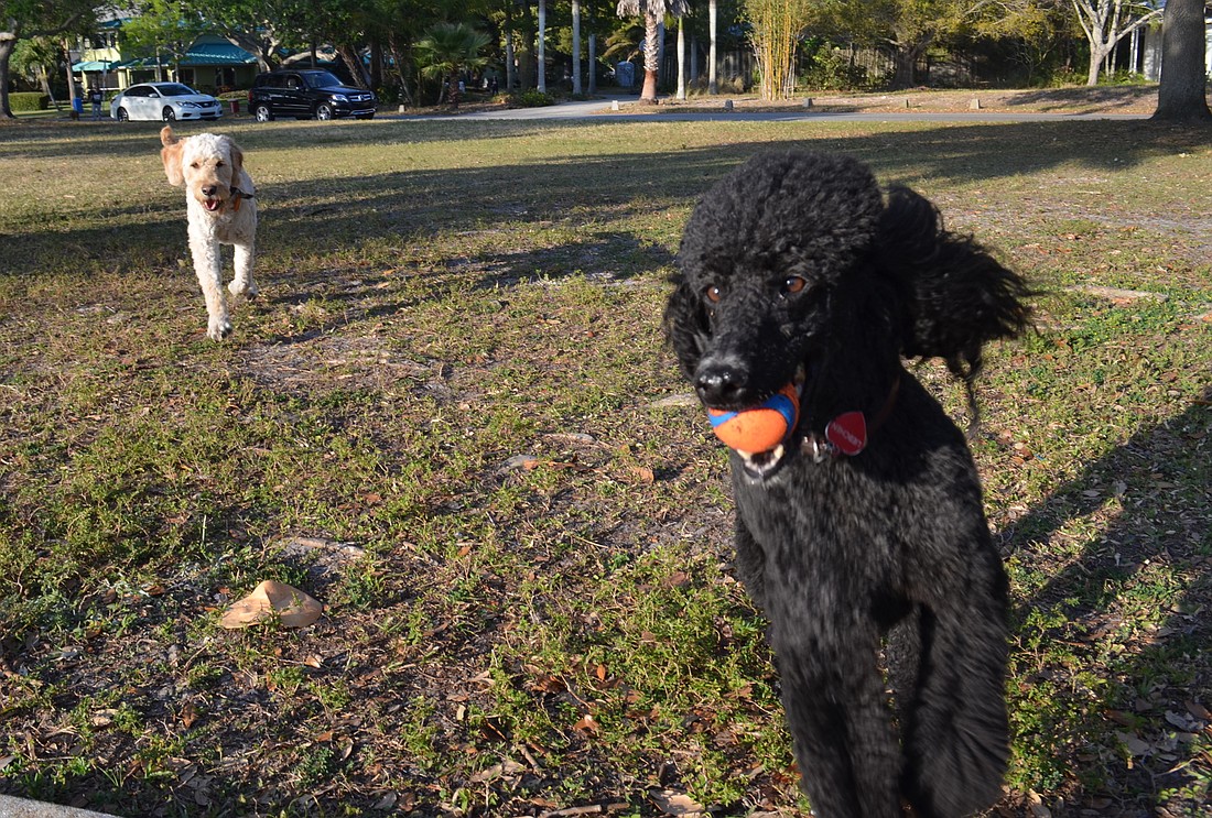 Two dogs, Liebchen and Dennis, run around Sapphire Shores Park free of leashes. The city considered regulations that would require leashes in all parks.