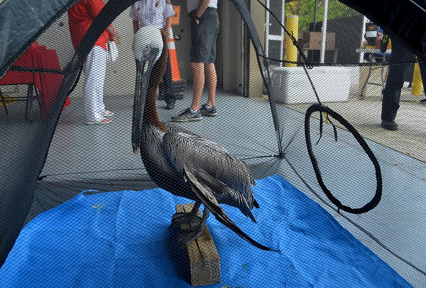 Sweet Pea of Save our Seabirds made a special appearance.