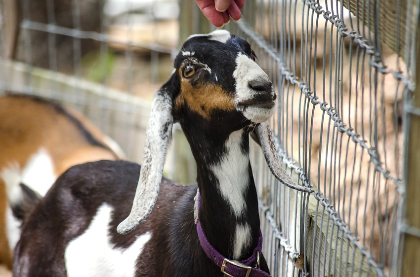 Guests enjoyed the Sweetgrass Farm animals in between festivities.