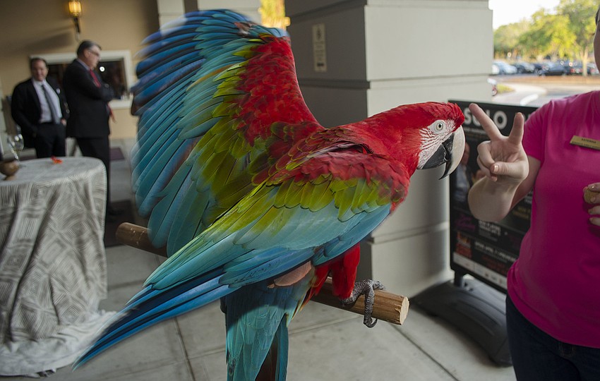 Andy Jr., a winged macaw from Sarasota Jungle Gardens, shows off his wings at Season Celebration On Stage on April 3 at the FSU Center for the Performing Arts.