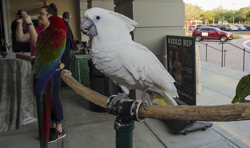 Frosty Jr., a umbrella cockatoo from Sarasota Jungle Gardens, visit with guests at at Season Celebration On Stage on April 3 at the FSU Center for the Performing Arts.