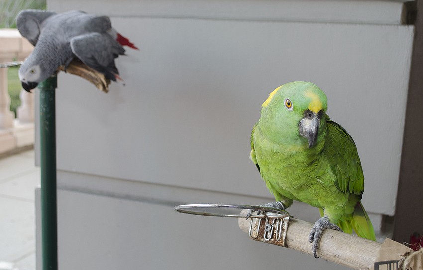 Fortune, an African gray parrot, and Moni, a yellow-naped amazon, of Sarasota Jungle Gardens visit with guests at at Season Celebration On Stage on April 3 at the FSU Center for the Performing Arts.