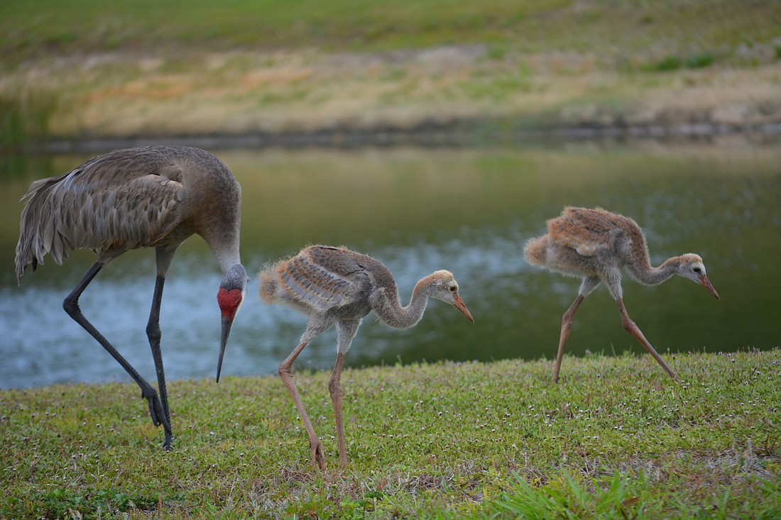 A sandhill crane and its babies, called colts, forage for food along Hidden River Trail.