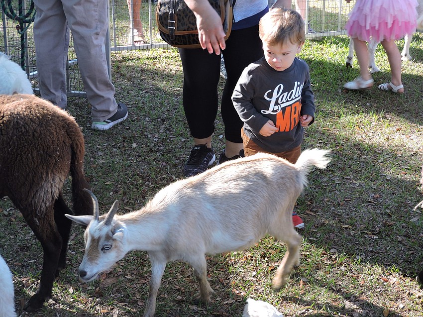 Lakewood Ranch' s Mathew Louric, 16 months, gets an up close look at barnyard animals in the petting zoo.