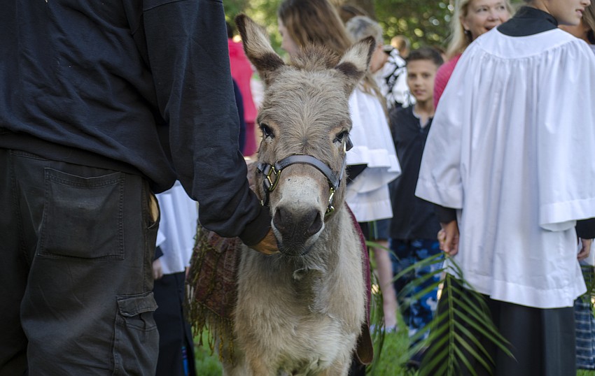 Eeyore the donkey was available for children to pet before and after the Palm Sunday processional at Church of the Redeemer on April 9.