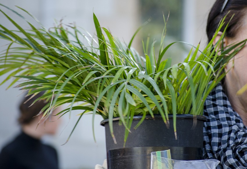 Parishioners carried palms through the chapel during the Palm Sunday processional at Church of the Redeemer on April 9.
