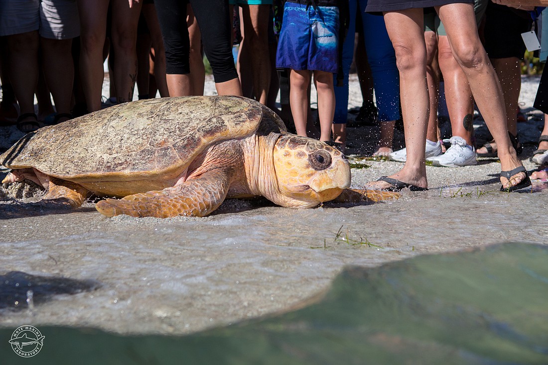 Mike, a female loggerhead sea turtle, makes her way back to the sea off Anna Maria Island. Photo courtesy of Mote.