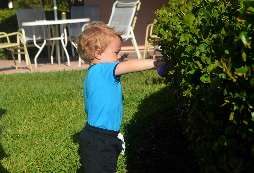 Jay Pequignot, 16 months, searches for eggs at Sand Cay Beach Resort on April 14.