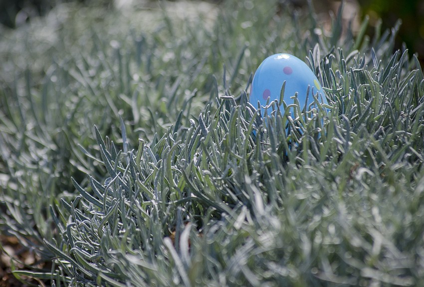Children searched for eggs hidden outside the Selby Easter Brunch.