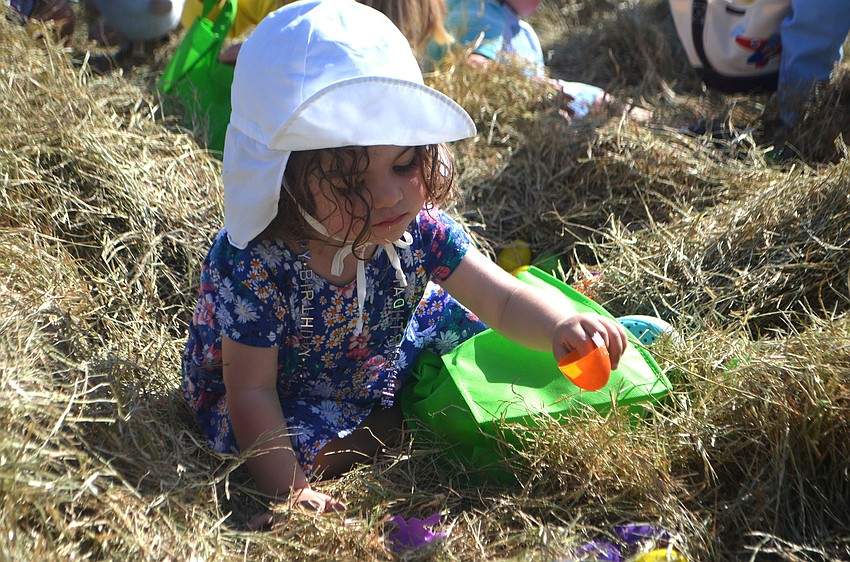 Charlotte Gurwin, 2 ½, searches for eggs in the hay at the Longboat Key Club’s Easter egg hunt.
