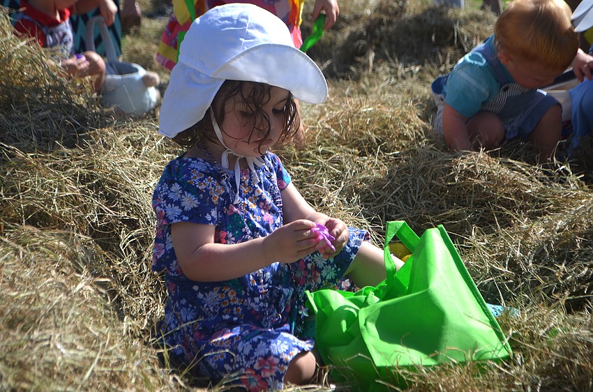 Charlotte Gurwin, 2 ½, finds a purple egg and cracks it open during  Longboat Key Club’s egg hunt.