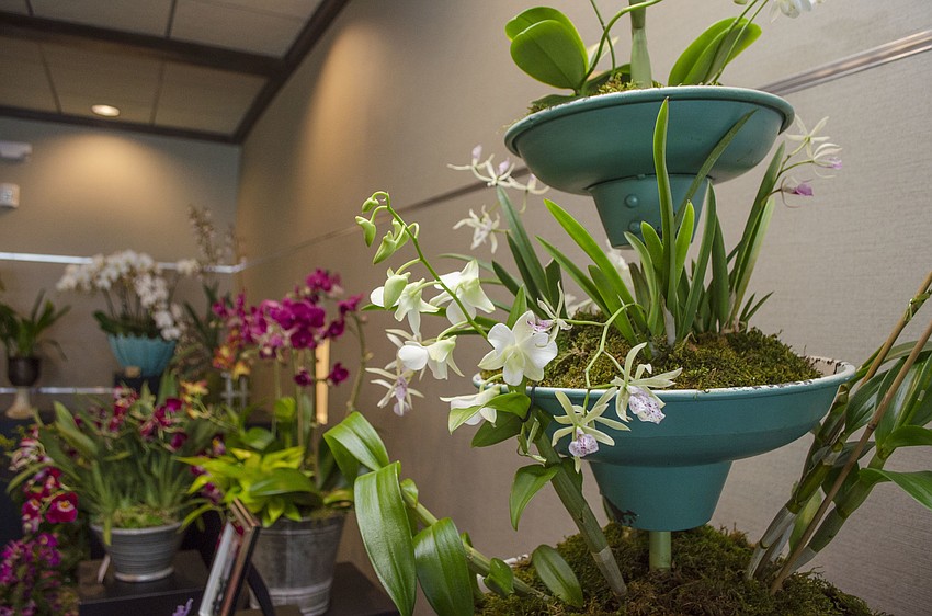 Several orchids were for sale at Lunch in the Gardens: “Scents of the French Riviera” on April 19 at Michael’s on the Bay at Selby Gardens.