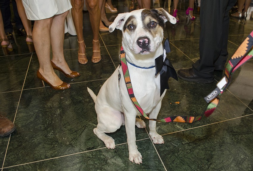 Apollo, an 11-month-old mixed breed available for adoption, makes an appearance at Paws on the Catwalk on April 20 at The Ritz-Carlton, Sarasota.