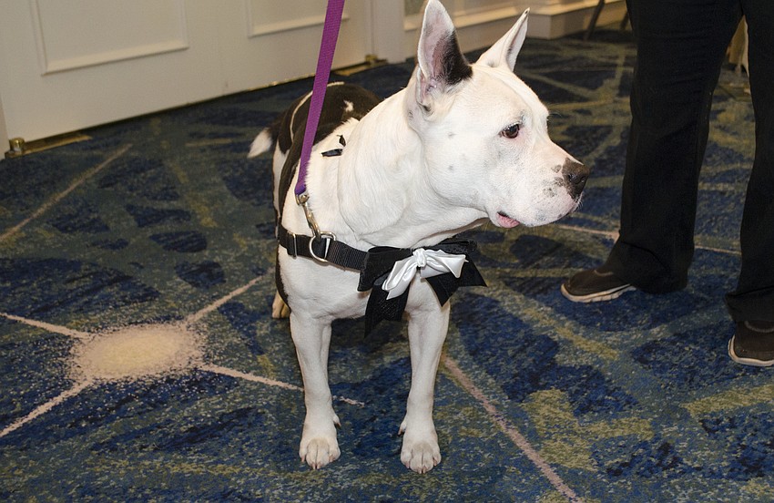Elsie, an American bull mix available for adoption, makes an appearance at Paws on the Catwalk on April 20 at The Ritz-Carlton, Sarasota.