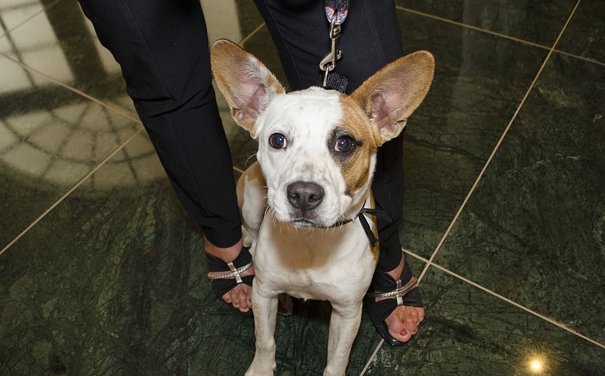 Paris, a mix breed available for adoption, makes an appearance at Paws on the Catwalk on April 20 at The Ritz-Carlton, Sarasota.