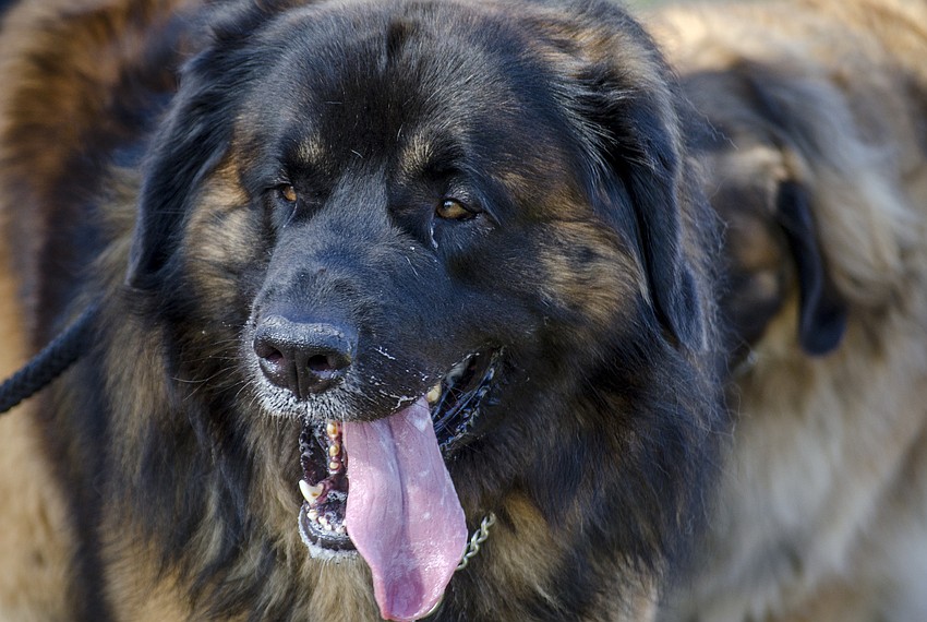 Oakley the Leonberger