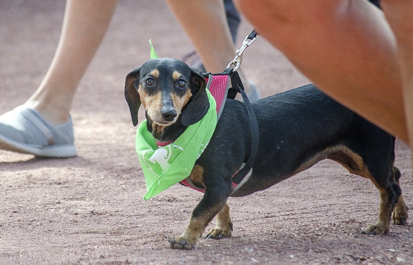 Participants walked three laps around the Payne Park walking trail.
