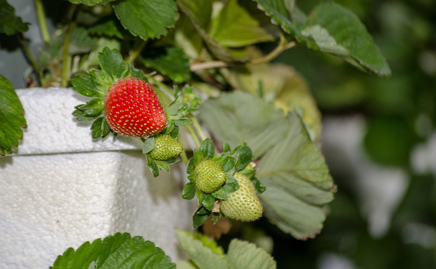 Guests were treated to fresh produce from Sweetgrass Farms.