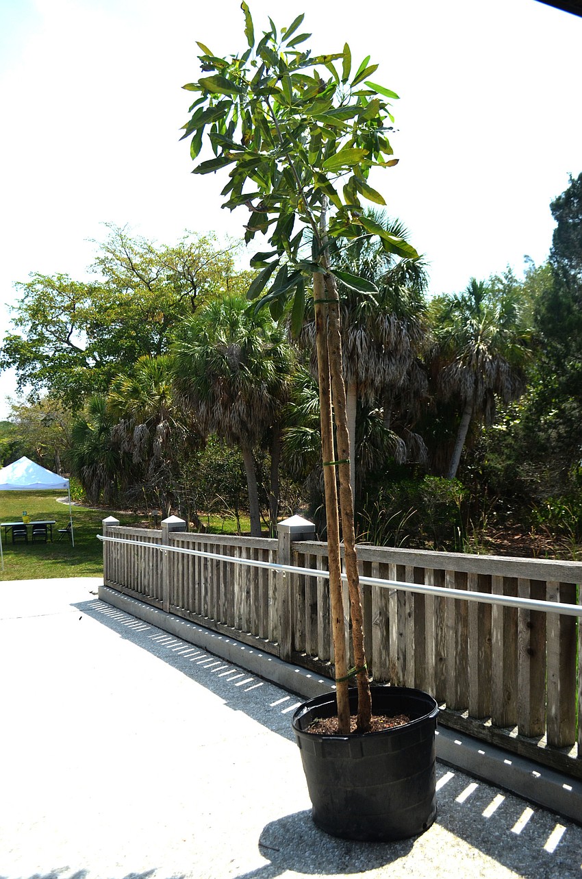 The Longboat Key Garden Club donated a golden trumpet tree to be planted in the rose garden of Joan Durante Park.