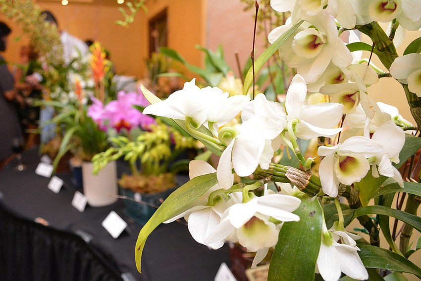 Orchids were available for the silent auction.