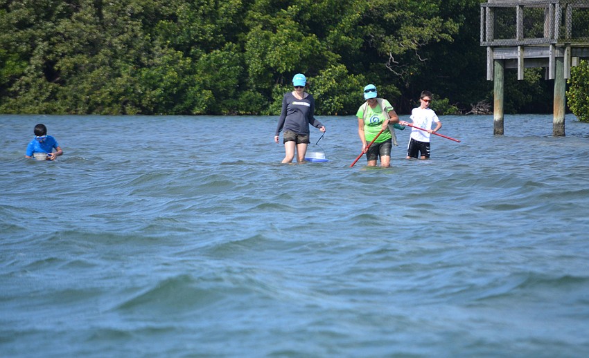 Sarasota County hosted its third annual Seagrass Survey on April 29. Volunteers ventured around the Sarasota Bay to count and identify seagrass species.