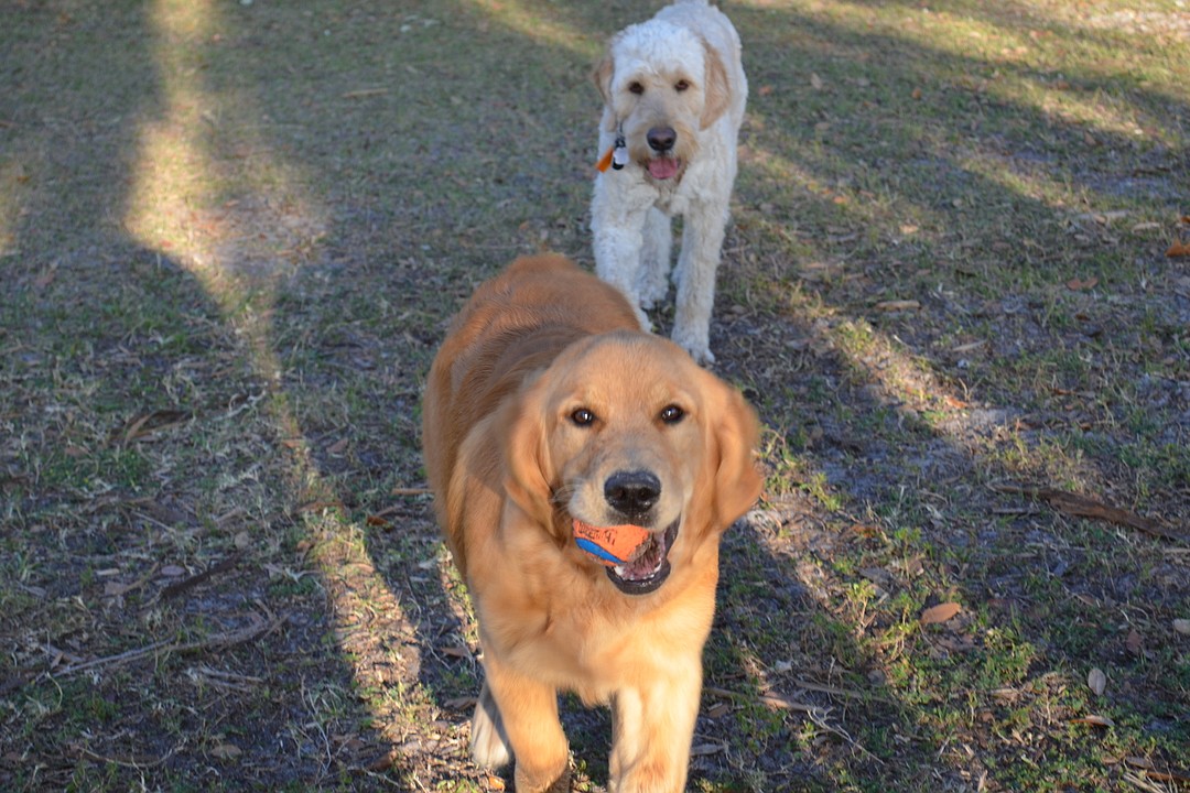 New leash laws coming to city parks Your Observer