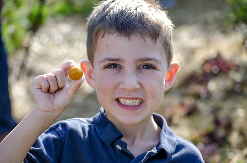 Miles Meredith poses with tomato he picked from the Papa Ed and Mimi Rosenthal Organic Kibbutz Sustainability Garden and Outdoor Classroom.