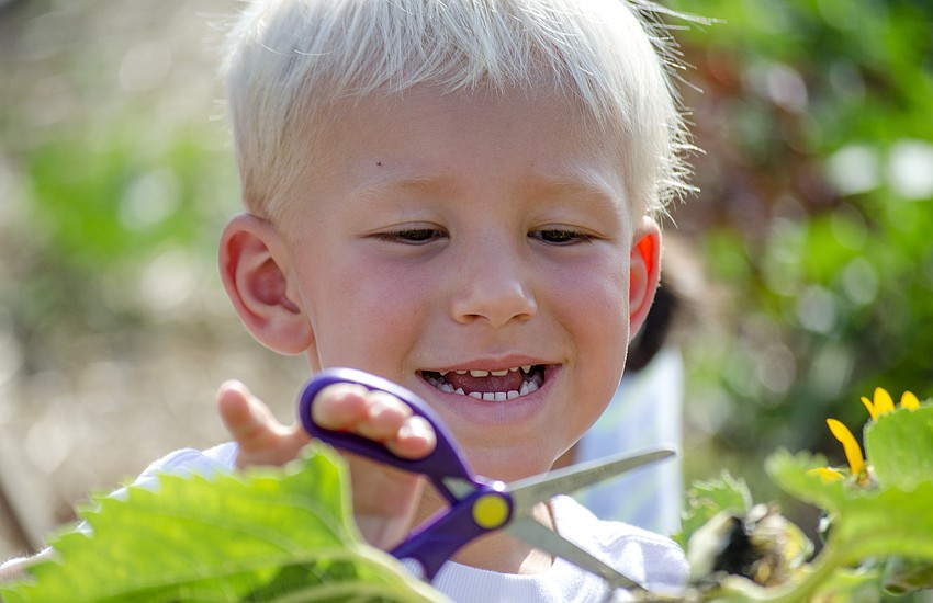 Malachi Wagenheim cuts a flower from the stem at Hershorin Schiff Community Day School.