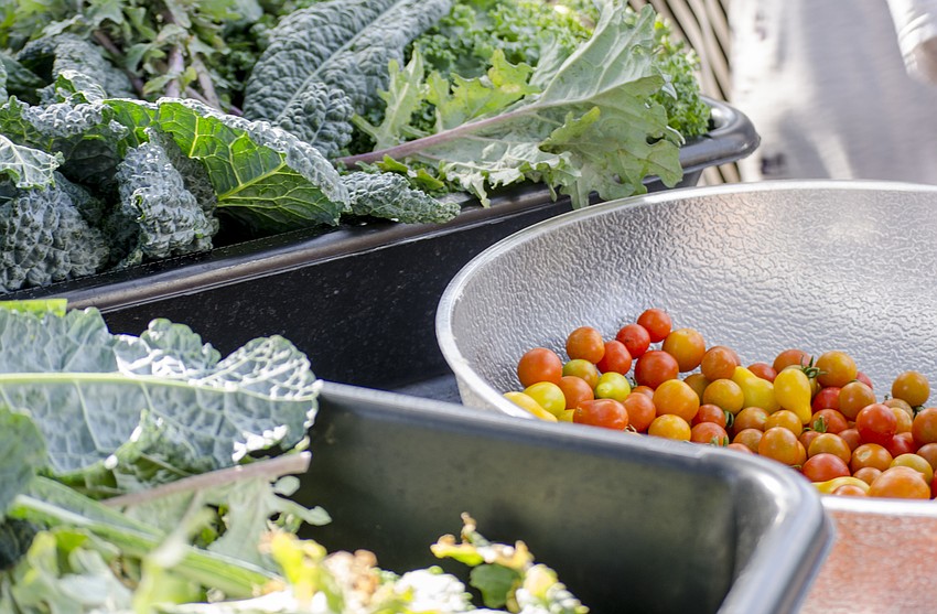 Students harvested beets, kale and tomatoes to donate to All Faiths Food Bank.