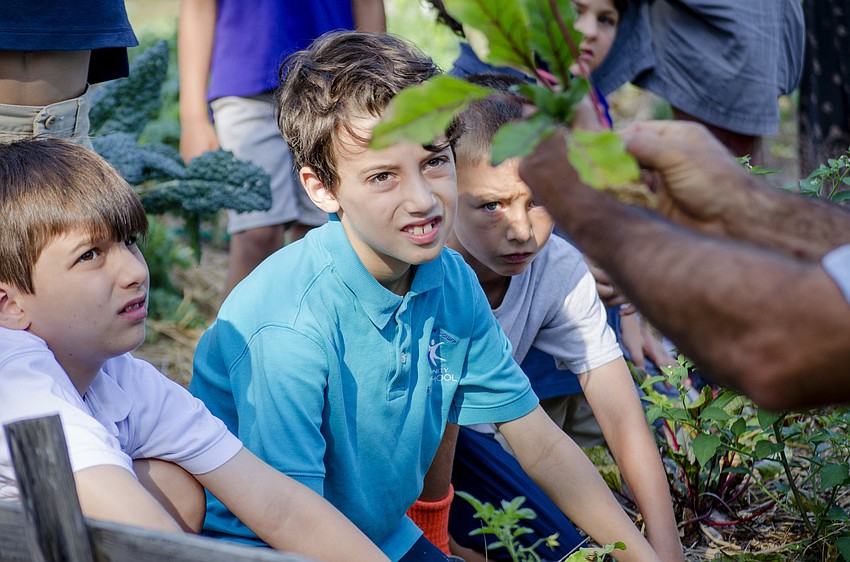 Wes Rosenthal, Isaac Shereff and Logan Wilding learn how to trim beets after picking them.