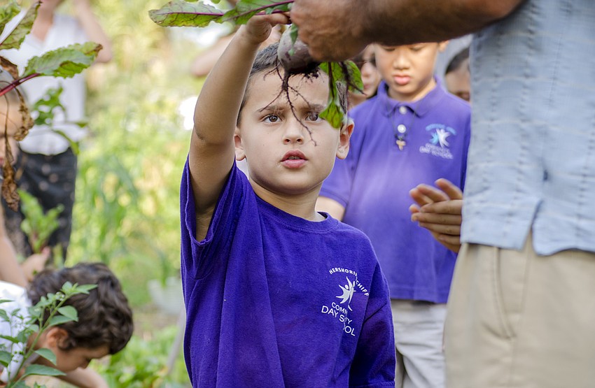 Merer Volpert picks a beet from the  Papa Ed and Mimi Rosenthal Organic Kibbutz Sustainability Garden and Outdoor Classroom.