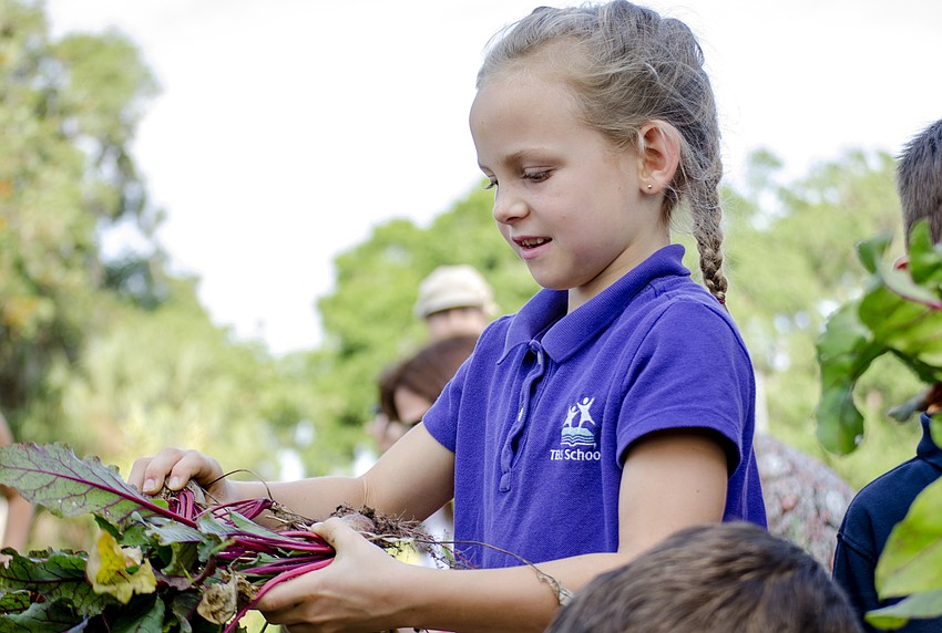 Meya Savalli picks a beet from the  Papa Ed and Mimi Rosenthal Organic Kibbutz Sustainability Garden and Outdoor Classroom.