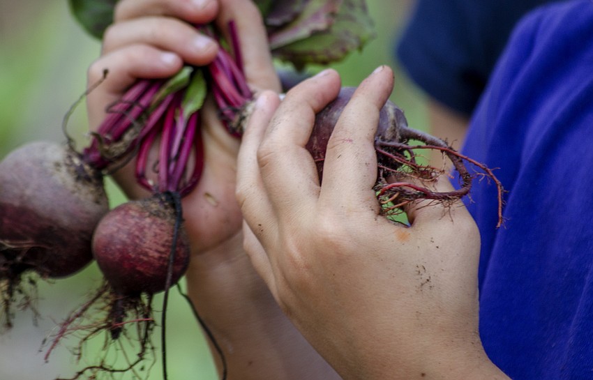 Students harvested beets, kale and tomatoes to donate to All Faiths Food Bank.