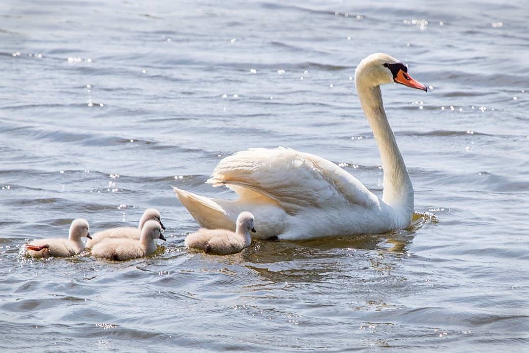 Susie and her cygnets swim around the Harbourside Golf Course. Photo courtesy of Lou Newman