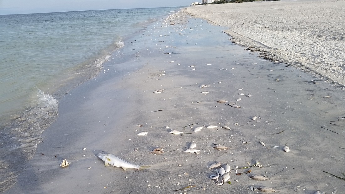 A red tide bloom struck the shores of Sarasota Countyâ€™s barrier islands in September and didnâ€™t subside until April.