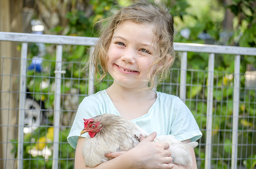 Finion Quinto holds a chicken in the petting zoo at St. Boniface Preschool'    s end of year celebration.