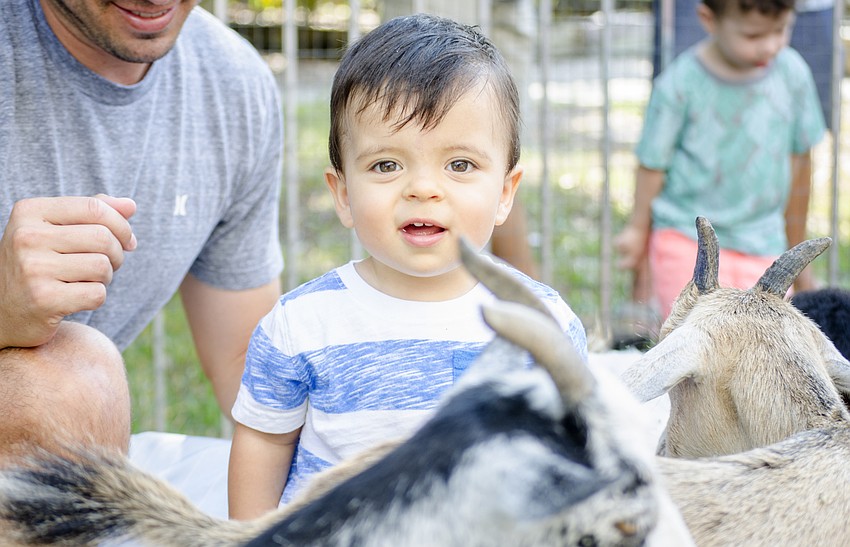 Parker Manning plays in the petting zoo  at St. Boniface Preschool'    s end of year celebration.
