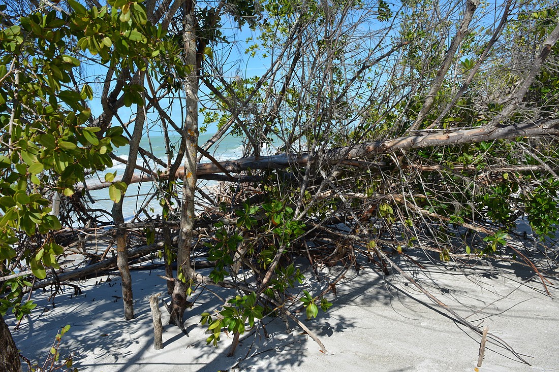 Bob Bunting, 360 North resident and a former National Oceanic and Atmospheric Administration official, told the Town Commission mangrove roots are vital to the island&#39;   s stability.