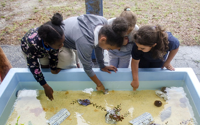 Boys and Girls club participants play in the Mote Marine touch tank.
